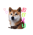 筑後弁を喋りたい愛犬サスケ（個別スタンプ：24）
