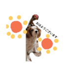 いちご犬スタンプ（個別スタンプ：1）