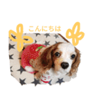 いちご犬スタンプ（個別スタンプ：2）