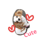 いちご犬スタンプ（個別スタンプ：3）