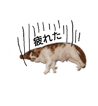 いちご犬スタンプ（個別スタンプ：8）