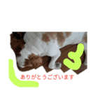 いちご犬スタンプ（個別スタンプ：12）