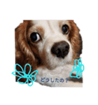 いちご犬スタンプ（個別スタンプ：13）