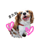 いちご犬スタンプ（個別スタンプ：14）