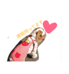 いちご犬スタンプ（個別スタンプ：15）