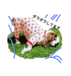 いちご犬スタンプ（個別スタンプ：19）