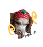 いちご犬スタンプ（個別スタンプ：20）