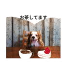いちご犬スタンプ（個別スタンプ：21）
