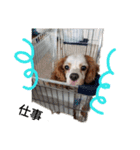 いちご犬スタンプ（個別スタンプ：22）