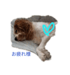 いちご犬スタンプ（個別スタンプ：25）