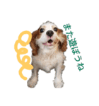 いちご犬スタンプ（個別スタンプ：26）