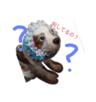 いちご犬スタンプ（個別スタンプ：27）