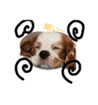 いちご犬スタンプ（個別スタンプ：28）