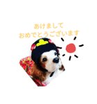 いちご犬スタンプ（個別スタンプ：29）