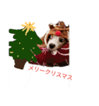 いちご犬スタンプ（個別スタンプ：30）