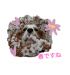 いちご犬スタンプ（個別スタンプ：31）