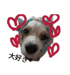 いちご犬スタンプ（個別スタンプ：33）
