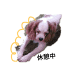 いちご犬スタンプ（個別スタンプ：34）