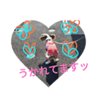 いちご犬スタンプ（個別スタンプ：36）