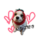 いちご犬スタンプ（個別スタンプ：37）
