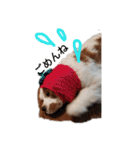 いちご犬スタンプ（個別スタンプ：39）