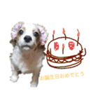 いちご犬スタンプ（個別スタンプ：40）