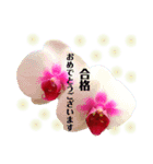 きれいなお花のスタンプPart5（個別スタンプ：1）