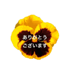 きれいなお花のスタンプPart5（個別スタンプ：7）