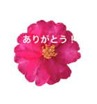 きれいなお花のスタンプPart5（個別スタンプ：9）