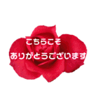 きれいなお花のスタンプPart5（個別スタンプ：11）