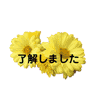 きれいなお花のスタンプPart5（個別スタンプ：13）