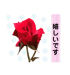 きれいなお花のスタンプPart5（個別スタンプ：19）
