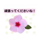 きれいなお花のスタンプPart5（個別スタンプ：20）