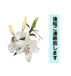 きれいなお花のスタンプPart5（個別スタンプ：24）