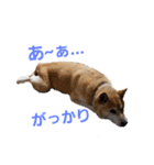 柴犬(+α)のシンプルスタンプ（個別スタンプ：3）