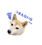柴犬(+α)のシンプルスタンプ（個別スタンプ：8）