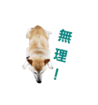 柴犬(+α)のシンプルスタンプ（個別スタンプ：13）