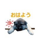 柴犬(+α)のシンプルスタンプ（個別スタンプ：20）
