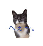 HITOMIのにゃんず（個別スタンプ：1）