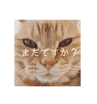 HITOMIのにゃんず（個別スタンプ：2）