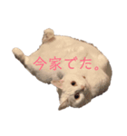 HITOMIのにゃんず（個別スタンプ：3）
