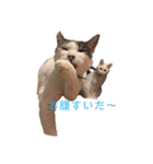 HITOMIのにゃんず（個別スタンプ：6）