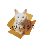 HITOMIのにゃんず（個別スタンプ：7）