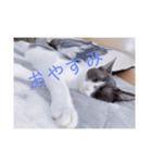 HITOMIのにゃんず（個別スタンプ：8）
