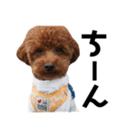 トイプードルのロイくん☆【日常会話編】（個別スタンプ：15）