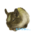 デグーのショコラ（個別スタンプ：2）