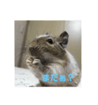 デグーのショコラ（個別スタンプ：4）