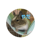 デグーのショコラ（個別スタンプ：7）