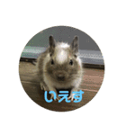 デグーのショコラ（個別スタンプ：8）