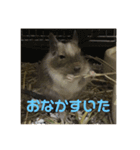 デグーのショコラ（個別スタンプ：9）